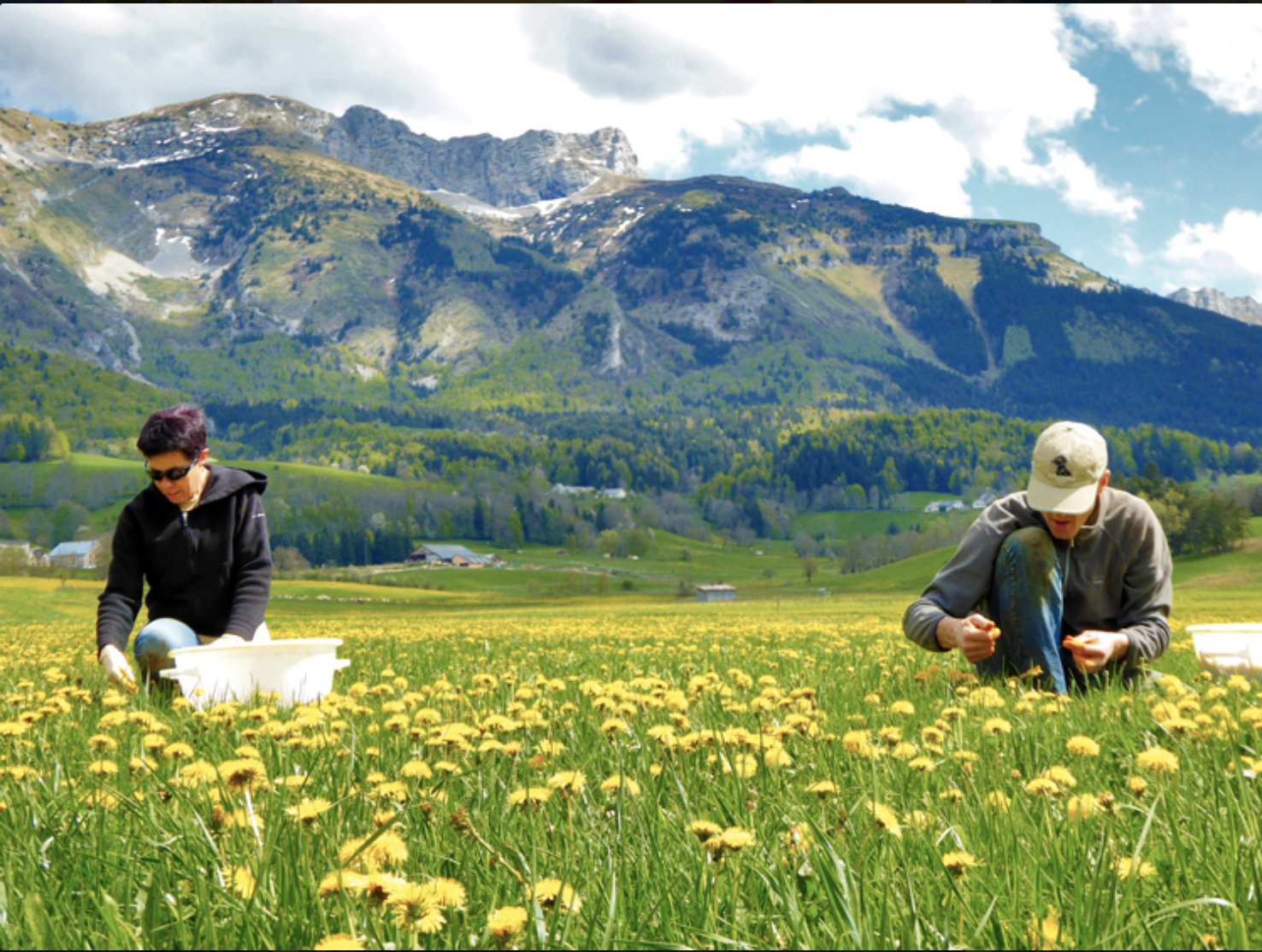 Les Saveurs du Vercors Les Saveurs du Vercors